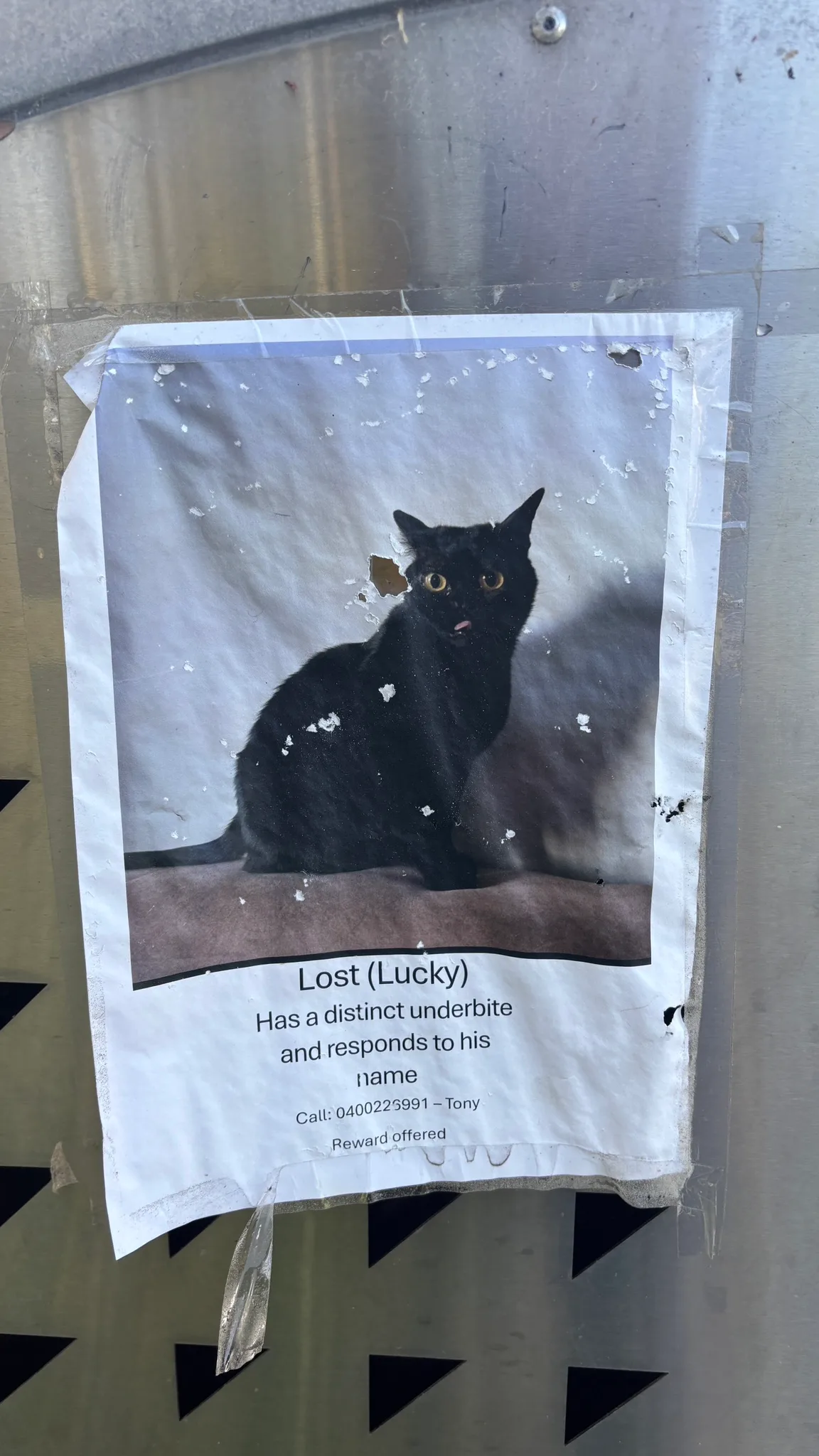 Kristof 🐈 lost a cat at Fels Park.