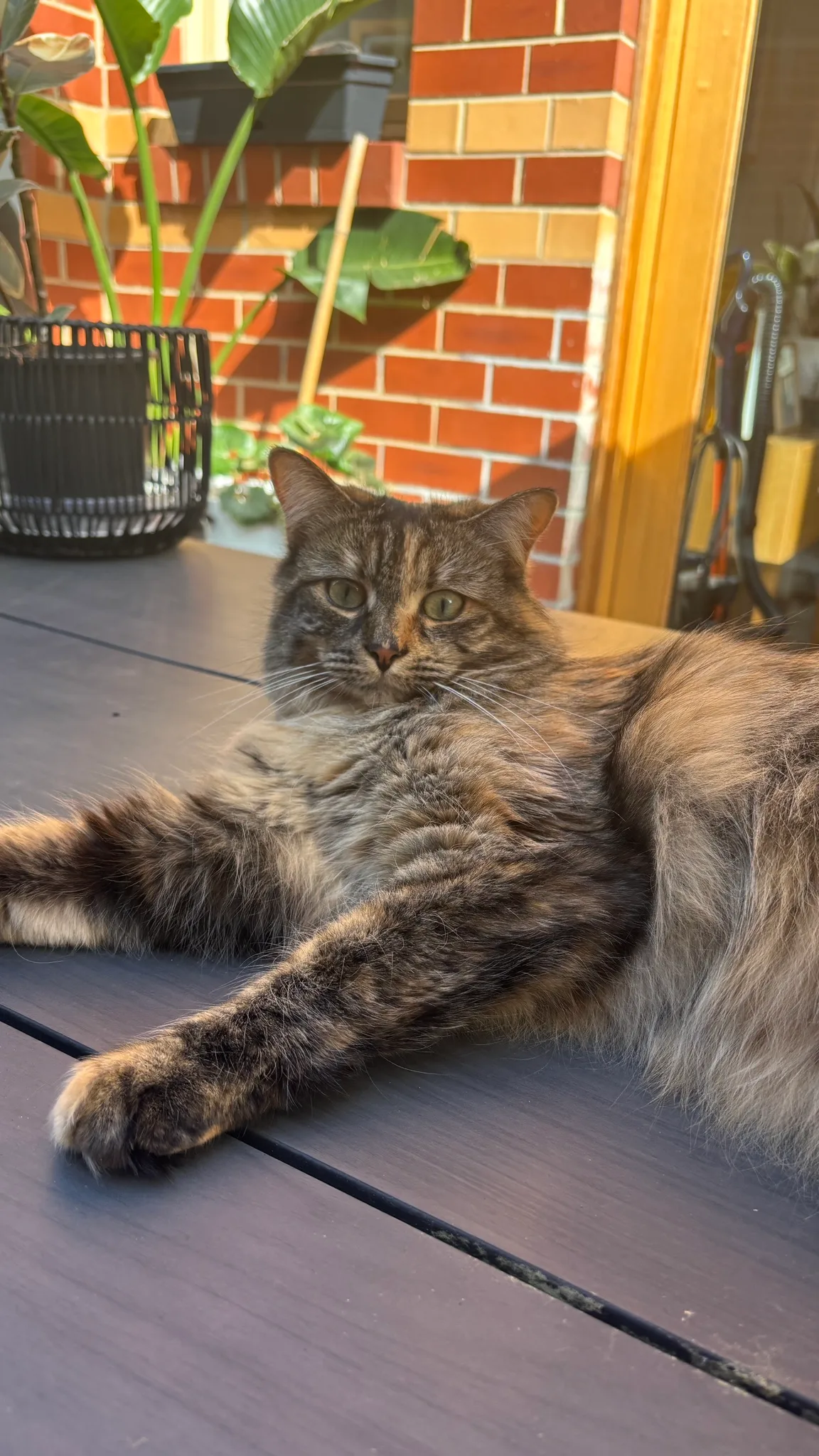 Kristof 馃悎 spotted a neighbourhood cat in Yarraville.