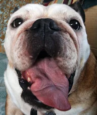 The Sunnyside Pet Healthcare & Dental Center logo