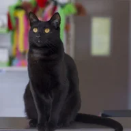 Canberra Cat Vet logo