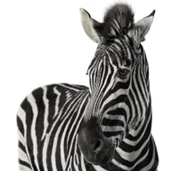 Investec Bank logo