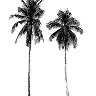 Jackson Lily's logo