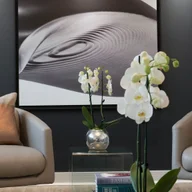 Aura Dental London logo