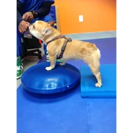 Canine Rehab of New York logo